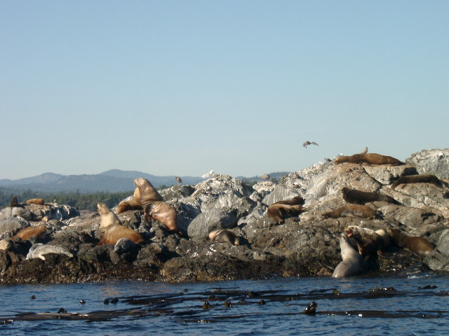 IMGP0983_1